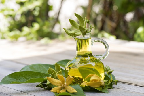 Tinh dầu ngọc lan tây là thảo dược gì? Công dụng - liều dùng và tác dụng phụ